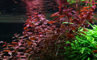 Ludwigia palustris 'Super Red' - Kleine Tiefrote Ludwigie